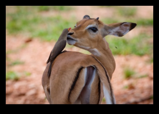 Fauna sălbatică urbană: natura prosperă în peisaje urbane