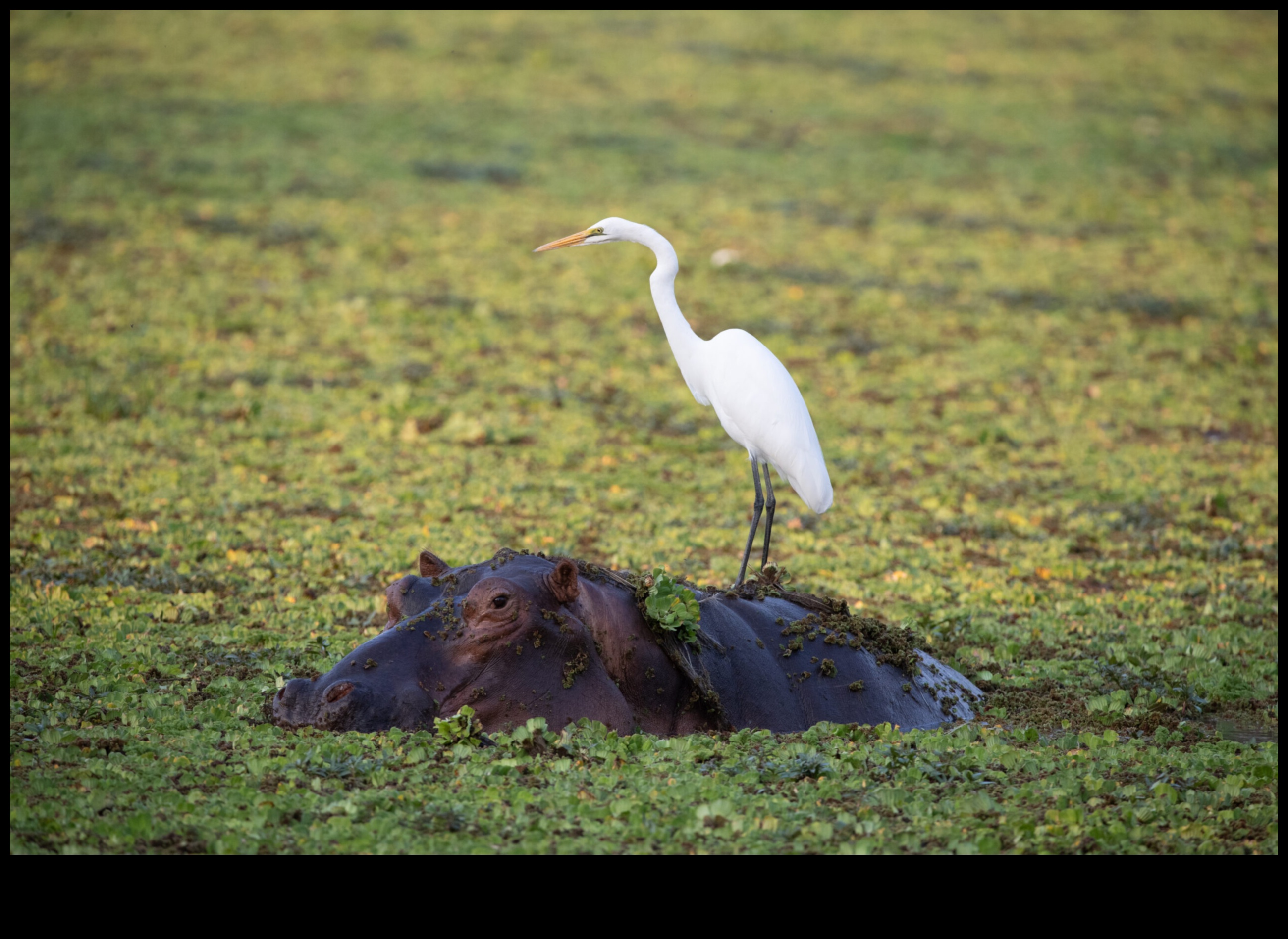 Fauna sălbatică urbană: natura prosperă în peisaje urbane