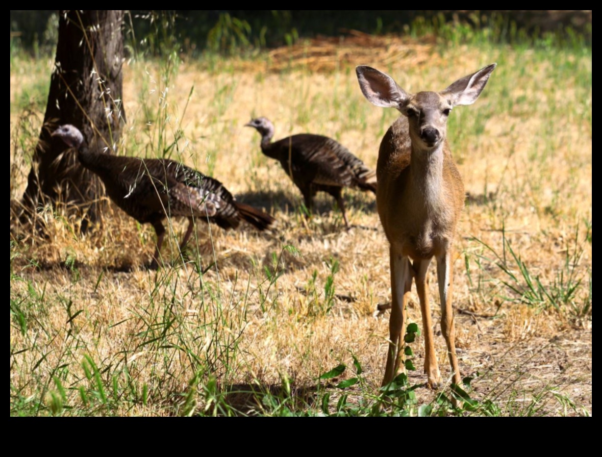 Fauna sălbatică urbană: natura prosperă în peisaje urbane