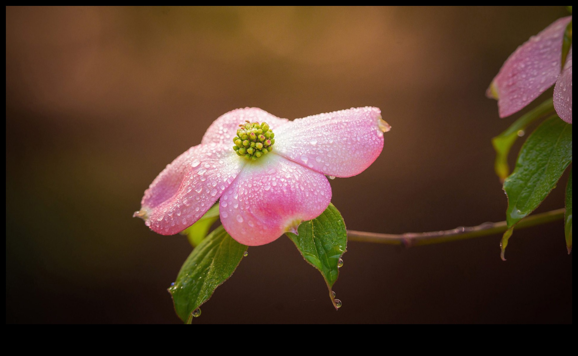 Lentile macro pentru fotografie DIY: explorarea fotografiei de aproape