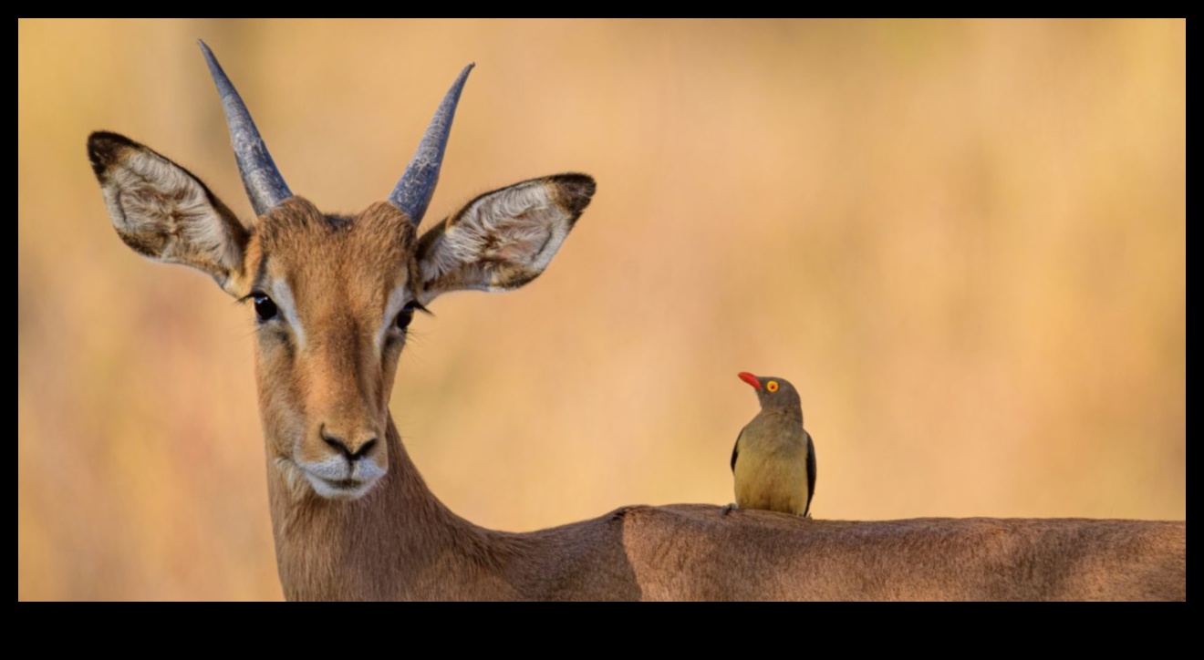 Fauna sălbatică urbană: natura prosperă în peisaje urbane